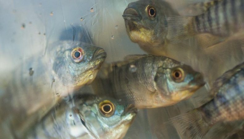 Sorriso é o segundo maior produtor de pescado do estado, segundo relatório do governo