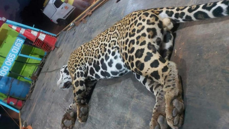 Onça é encontrada morta na BR-163 entre Sinop e Sorriso