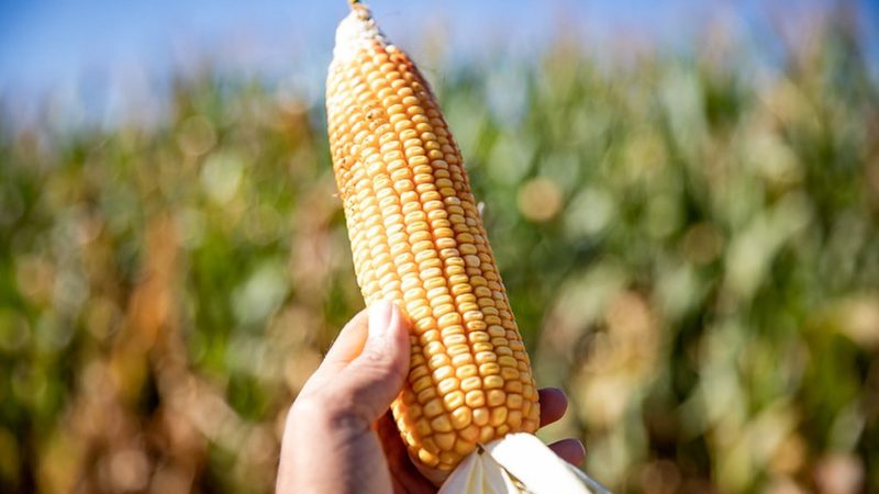 Frango, suíno e ovo: por que os preços dessas proteínas podem subir mais