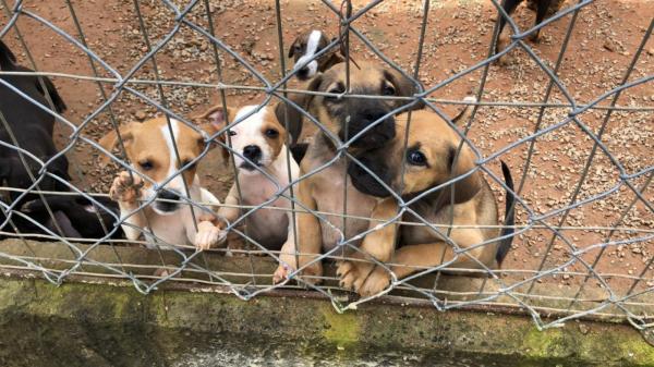 Prefeitura vai ampliar Abrigo de Cães e Gatos