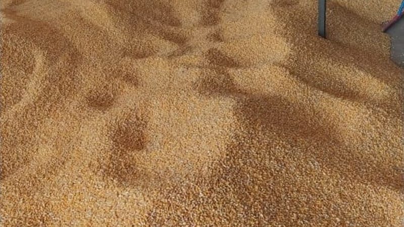 Venda de 50 toneladas de milho furtadas é anunciada em rede social e suspeito é preso em MT