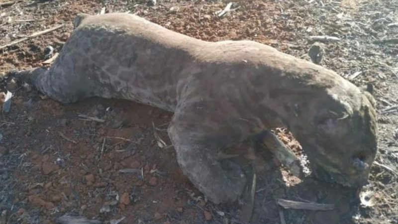 ONG divulga fotos de onça-pintada queimada em incêndios