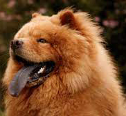 Lucas do Rio Verde: Cachorro da raça chow chow ataca e mata bebê de 1 ano
