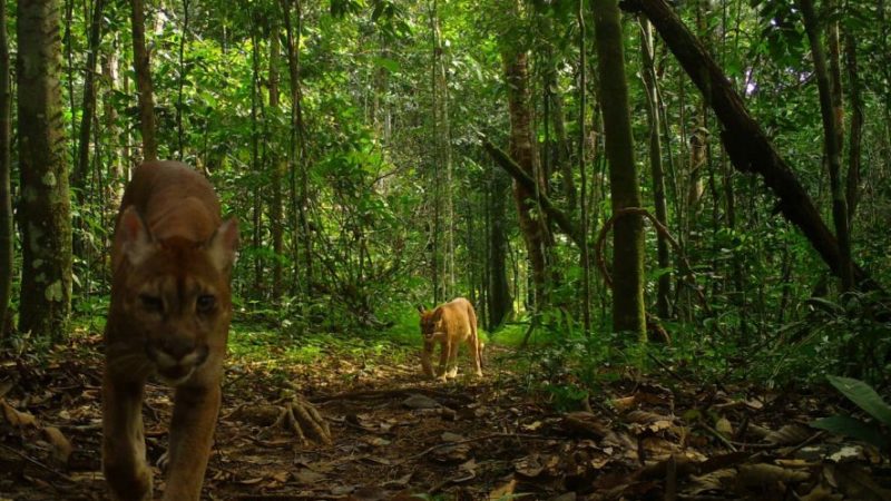 Câmeras capturam imagens de animais silvestres em usina em Sinop