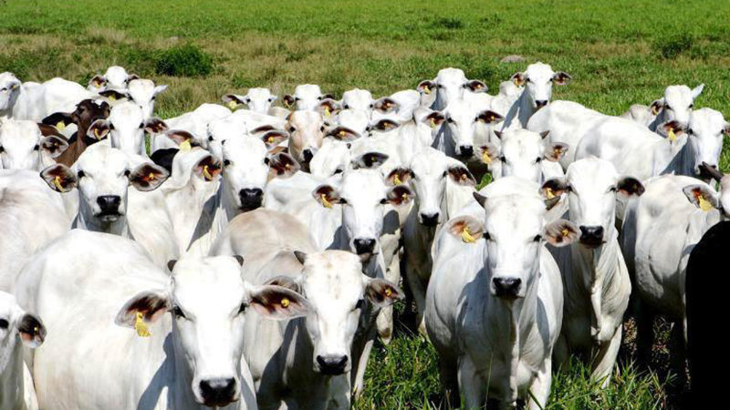 Governo Federal confirma caso atípico de “vaca louca” em MT