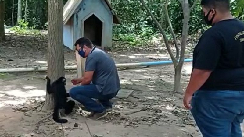 Macaco Chicó resgatado em Sorriso, que o dono mantinha o animal acorrentado dava bebidas alcoólicas e narguilé ao animal tem um novo lar
