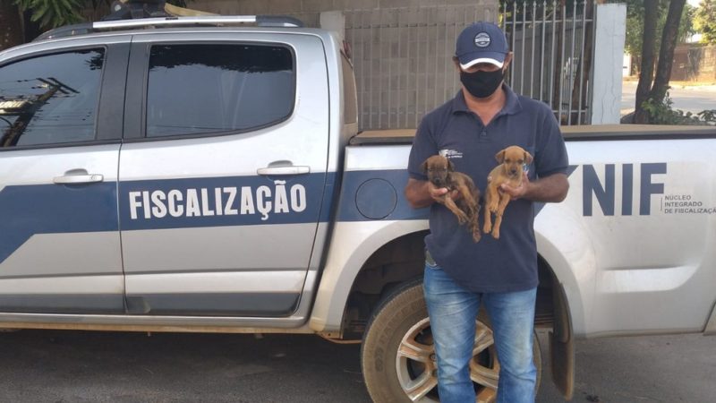 Sorriso: Filhotes de cachorro são descartados em boca de lobo e resgatados por prefeitura
