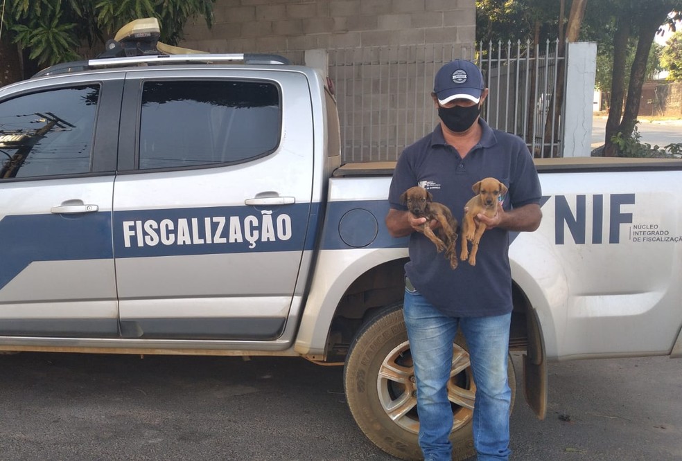 Sorriso: Filhotes de cachorro são descartados em boca de lobo e resgatados por prefeitura