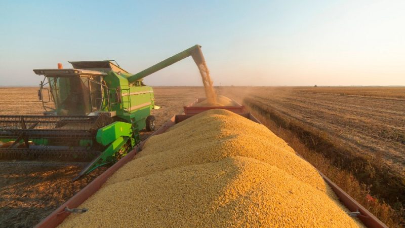 Conab prevê que Mato Grosso produzirá mais milho que soja