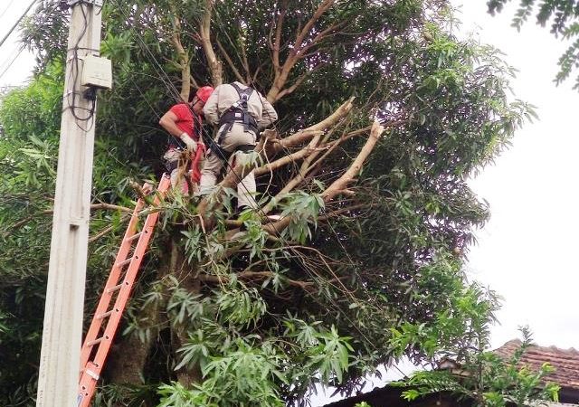 Homem morre eletrocutado tentando pegar manga com barra de ferro