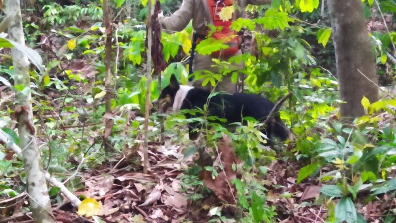 Bombeiros fazem buscas por trabalhador de 47 anos que foi visto pela última vez em plantação