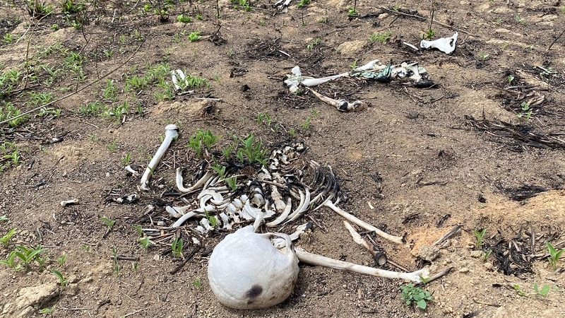 Casal que caminhava encontra ossada humana queimada em terreno de Sinop