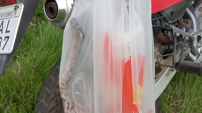 Homem que limpava terreno e encontra jiboia em Alta Floresta