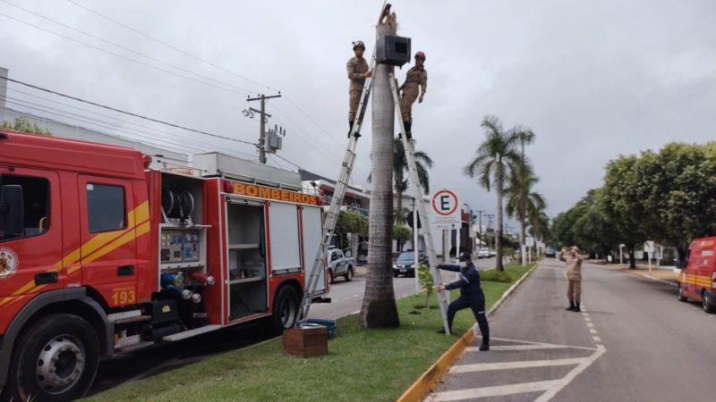 Sorriso: Bombeiros resgatam dois filhos de araras que caíram do ninho
