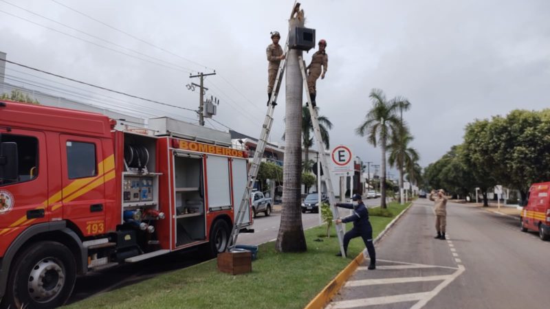 Sorriso: Bombeiros resgatam dois filhos de araras que caíram do ninho