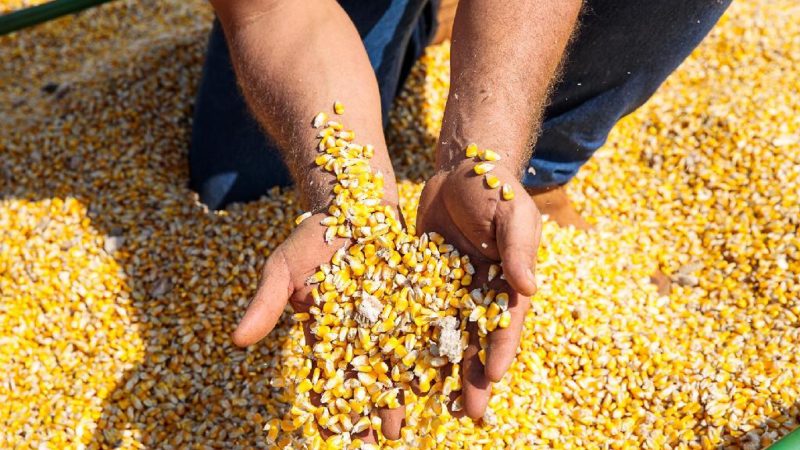 Esquema de sonegação causou prejuízo de R$ 45 milhões de ICMS ao Estado; produtores de Sorriso, Vera, Nova Mutum e outras cidades respondem a inquérito policial