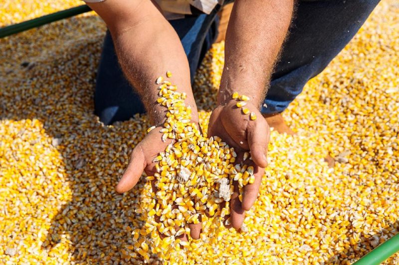 Esquema de sonegação causou prejuízo de R$ 45 milhões de ICMS ao Estado; produtores de Sorriso, Vera, Nova Mutum e outras cidades respondem a inquérito policial
