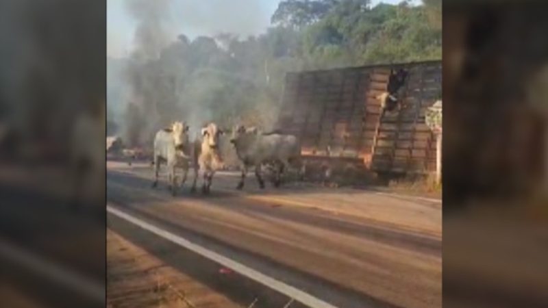 Caminhão carregado de bois vivos se envolve em acidente e pega fogo no Pará; VÍDEO
