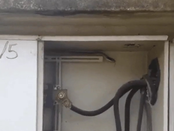 Cobra é encontrada em quadro energia durante medição do consumo em Sorriso; VEJA O VÍDEO