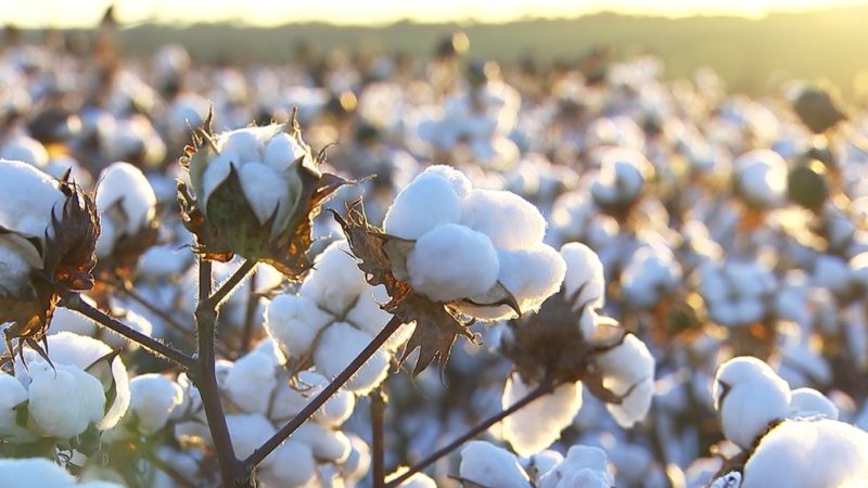 Custo de produção do algodão sobe mais em Mato Grosso