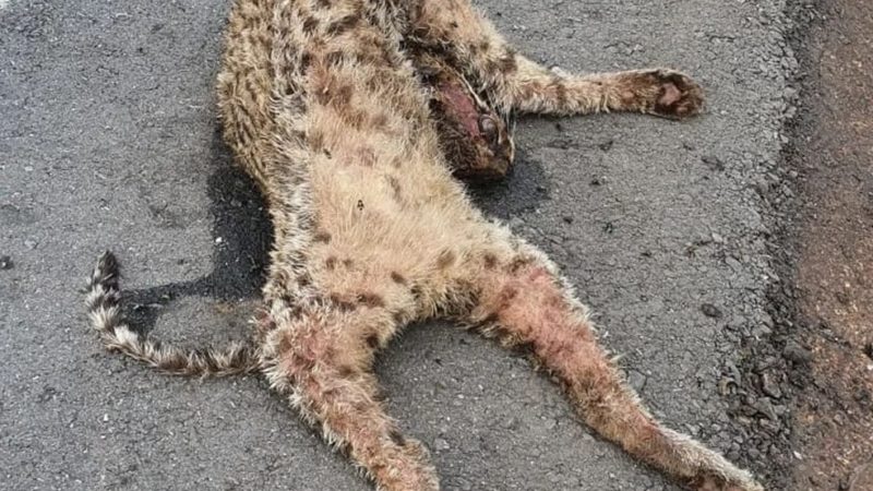 Jaguatirica é atropelada em estrada e morre