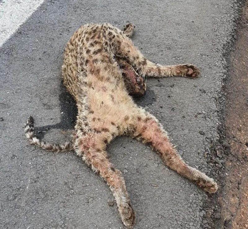 Jaguatirica é atropelada em estrada e morre
